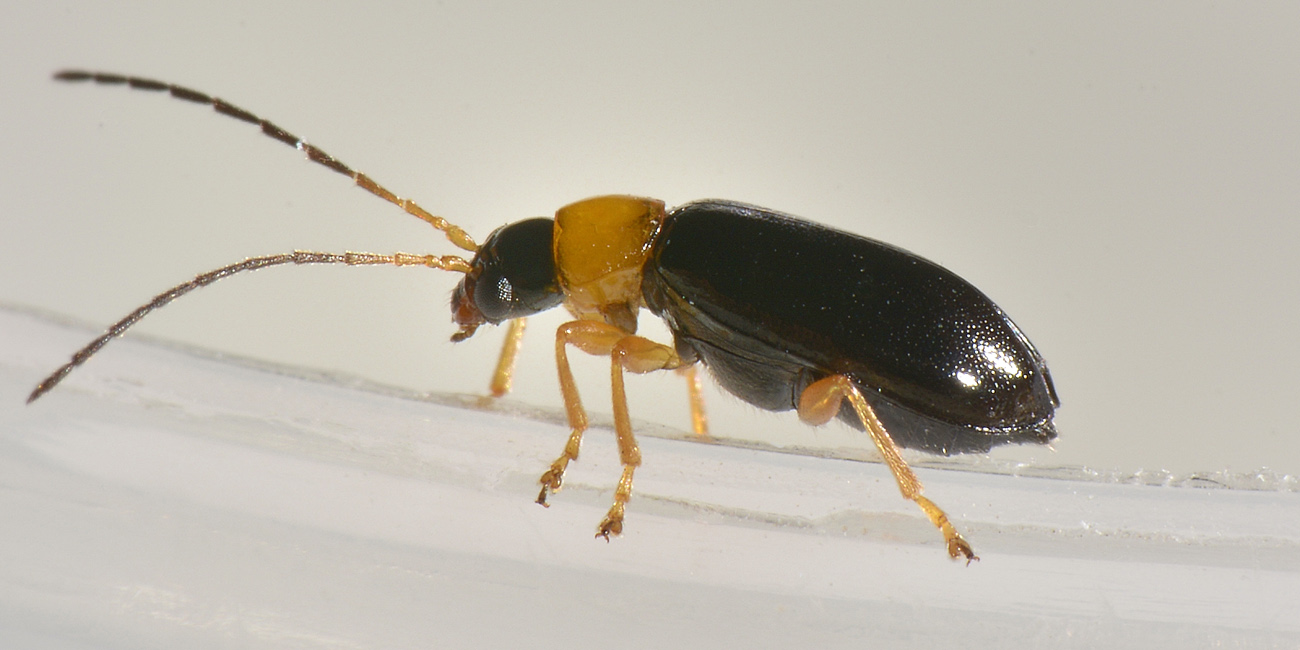 Chrysomelidae: Luperus sp. (L. pygmaeus opp. L. leonardii)